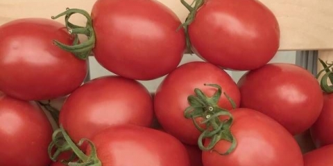 Benito paradajz f1: recenzije, fotografije, prinos